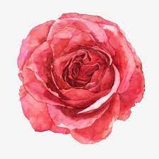 Red Flower Flower Watercolor Floral Illustration Plant Watercolor Plant Watercolor Flower Png Transparent Clipart Image And Psd File For Free Download Floral Illustrations Floral Illustration Free Flower Illustration