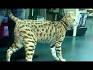 Savannah Cat for Sale | Savannah Kittens Available ...