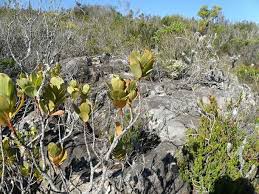 Image result for Osyris compressa
