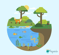 Un ecosistema es la agrupación de seres vivos que comparten el mismo biotopo o hábitat, e interactúan entre ellas. Ecosistema Definicion Y Tipos De Ecosistemas Pequeocio