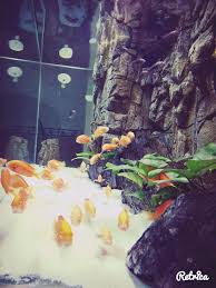 3d Akvaryum Arka Fon Tabalkon Aqua Aquarium Background Akvarium