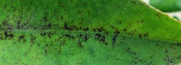 Image result for sooty mould