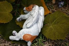 The jack russell is a small dog with a big personality! Pin On Dogs