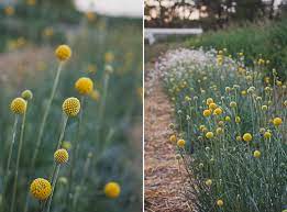 Worth Growing Craspedia Rabbits And Radishes Craspedia Plants Plant Life