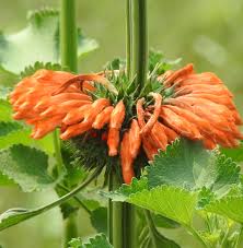 Image result for Leonotis nepetifolia