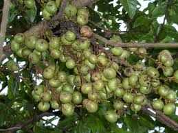 Image result for Ficus sur