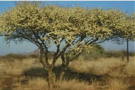 Image result for Acacia brevispica