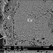 Felipe román se suma a marcos rojo, que continúa con la puesta a punto para su debut formal con la camiseta azul y oro. Sem Micrograph Of A Cross Section Of Alyssum Serpyllifolium Ssp Download Scientific Diagram