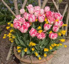 $2.00 coupon applied at checkout save $2.00 with coupon. How To Plant A Bulb Lasagne Pot Frosts Garden Centres