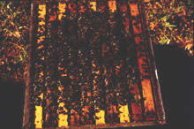 Managing Bees for Pollination