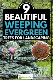 The following is a list of landscape plants rated according to their resistance to deer damage. 9 Beautiful Weeping Evergreen Trees For Landscaping Garden Tabs