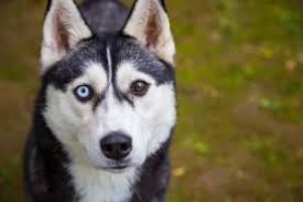 Es geht nicht allein um geschwindigkeit, sondern darum, die schönen ursprünglichen schlittenhunderassen siberian husky, alaskan malamuten. Husky Was Sie Uber Die Schonen Polarhunde Wissen Sollten