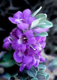 Although commonly known as texas sage, it is not a true sage and is distinct from the genus salvia. Leucophyllum Frutescens Wikiwand