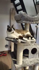 Hotel di lusso, solo per gatti: coccole, palestra e musica classica per gli  ospiti felini