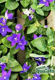 Scegli la consegna gratis per riparmiare di più. 15 Meravigliose Piante Estive Resistenti Al Sole Floricoltura Quaiato