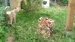 It is frustrating at times because some breeders promise huge cats as sales techniques. Savannah Cat Tv F5 And F6 Savannah Cats With Serval Thor In The Garden Youtube