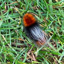 Image result for Blepharis stuhlmannii