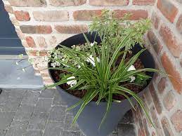 Planfor a sélectionné pour vous de nombreuses plantes adaptées aux situations. Quel Le Arbuste Plante En Pot A L Ombre 21 Messages