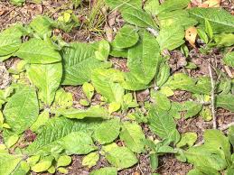 Image result for Elephantopus