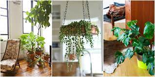 What Indoor Plant You Should Get Depending On Home Size And Experience Level Hanging Plants Small Space Gardening Indoor Plants