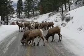 Steven lick steve lick board. Video Bighorn Sheep Find Road Salt Irresistible In The Okanagan Keremeos Review