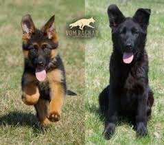 They do tend to be aloof with strangers and are extremely discriminate with their friendships. Chicago Puppies Long Coat Gsd Breeder Earned High Stellar Reputation Announce