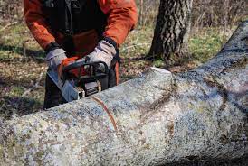 Maybe you would like to learn more about one of these? Tree Removal Mr Tree Service Of Southbury