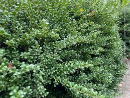 Image result for Hippocratea crenata