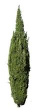 Image result for Cupressus sempervirens