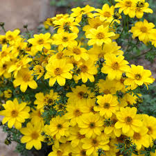 Some honey plants that are easy to grow in most parts of the usa include: Bidens Bee Yellow Crown J Parker Dutch Bulbs