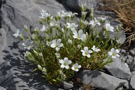 Image result for Polygala arenaria