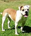Australian Bulldog Breed Information: History, Health ...