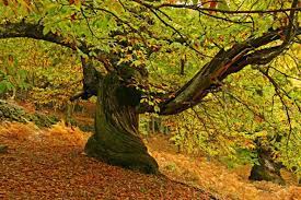 Maybe you would like to learn more about one of these? Ruta Senderista Castanos Del Temblar Valle Del Ambroz