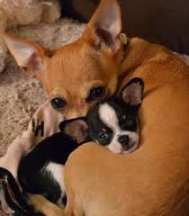 Check spelling or type a new query. 900 Teacup Chihuahuas Ideas In 2021 Chihuahua Love Chihuahua Puppies Cute Chihuahua