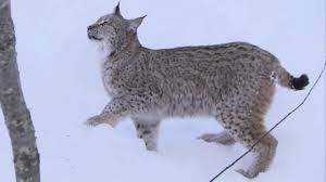 It is a cross between the desert lynx, and the jungle curl. Lynx Jumps 2 Metres Straight Up Deadly 60 Series 2 Bbc Earth Youtube