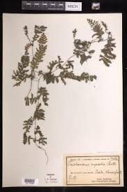 Image result for Vandenboschia gigantea