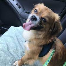 Gentle care animal hospital at ten ten. Gentle Care Animal Hospital At Ten Ten Veterinarians 3435 Kildaire Farm Rd Cary Nc Phone Number Yelp