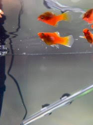 It often occurs simultaneously with other diseases and is caused by a bacterial infection. Platy With Suspected Fin Rot Tropical Fish Forums