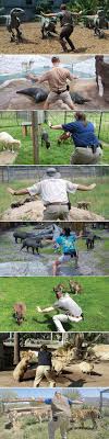 It is developed by traveller's tales and was released on june 12th, 2015. Summer Of Science Jurassic Appreciation Why Zookeepers Love Chris Pratt Nytimes Com