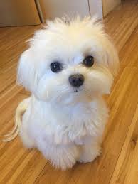 We did not find results for: Pin By Dee Houghton On Maltese Baby Animals Cute Baby Dogs Puppies