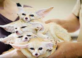 A stack of fennecs : r/foxes