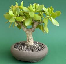 Crassula Ovata Geldbaum Pfennigbaum Als Bonsai Bonsai Pflanzen Jade Pflanzen Jade Bonsai