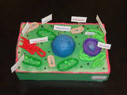 Now that you have a completed plant cell model, you can add the final details to help your project stand out. Plant Cell Model Project Ideas 3d Animal Cell Project Ideas Image Search Results Cell Model Project Cells Project Plant Cell Project