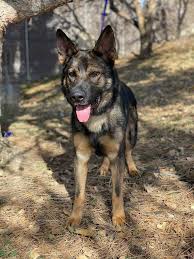 Bella the german shepherd at 2 years old—bella and her brother were found after being abandoned on a ranch in central colorado. Protection Dogs Colorado German Shepherds