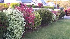 Généralités sur les haies argentées. Quels Sont Les Meilleurs Arbustes Persistants Pour Une Haie