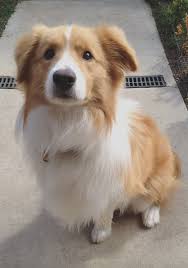 Top 5 Smartest Dog Breeds Dog Breeds Medium Smartest Dog Breeds Cute Dogs Breeds