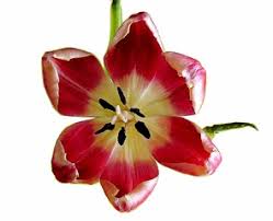 Was tun, wenn die tulpen nach dem ersten jahr nicht mehr blühen. Tulpenblute 4teachers Suchergebnisse Seite 1