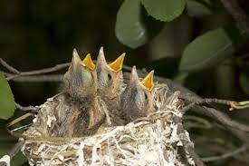 What To Do If You Found A Baby Bird