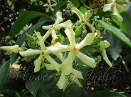 Image result for Voacanga africana