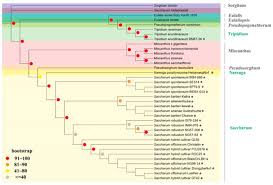 Image result for Cleistachne sorghoides